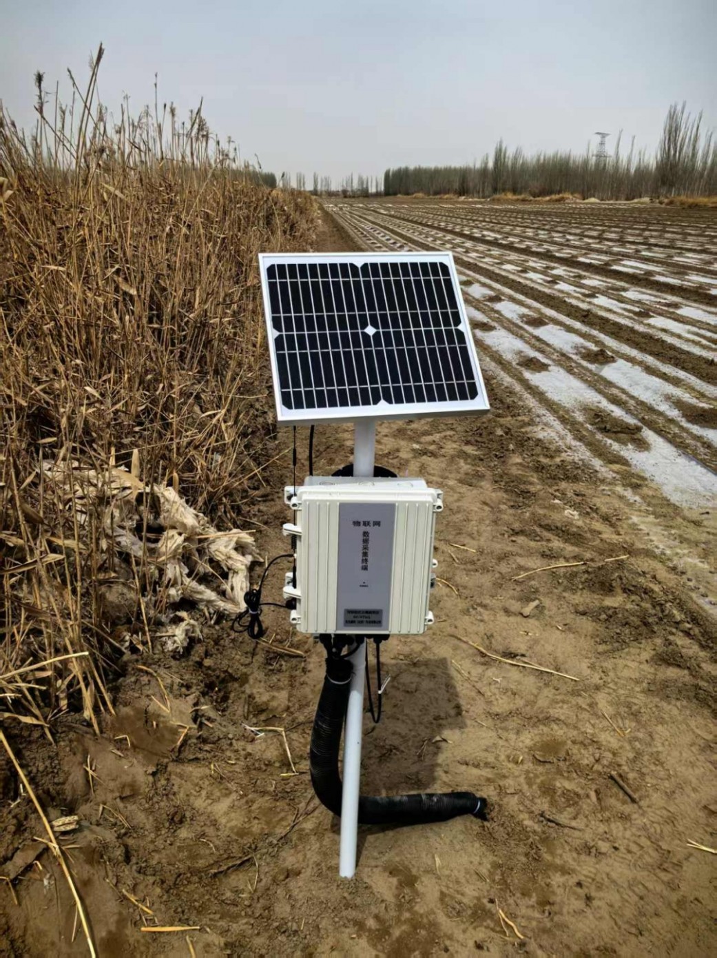 新疆大學(xué)棉花地土壤墑情站安裝驗收！